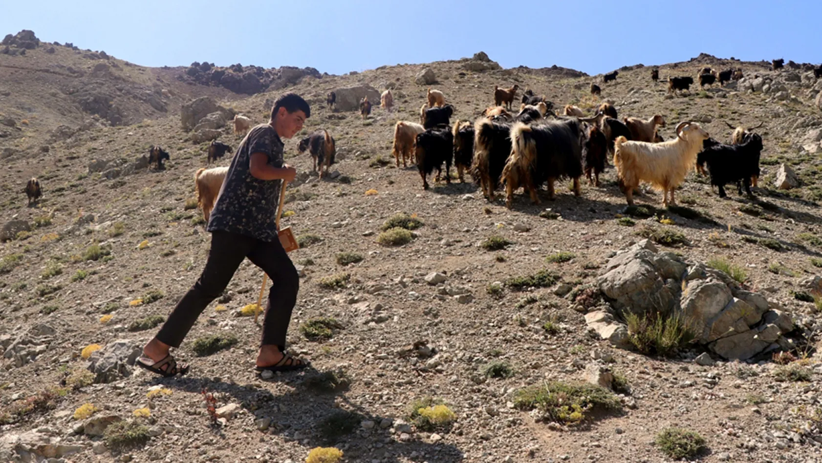 Yaylada keçi otlatarak hazırlandığı LGS sınavında 494 puan aldı