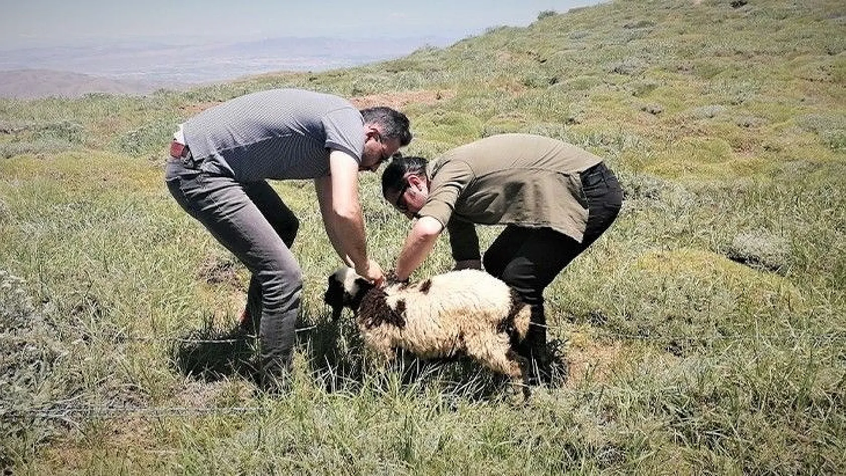 2 bin rakımda dikenli tellere takılan kuzuyu haberciler kurtardı