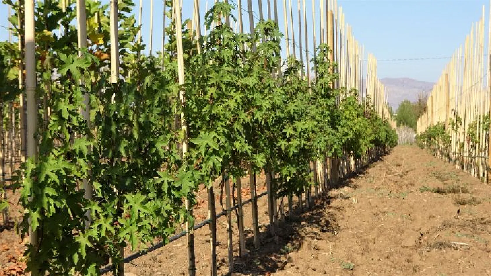 2 milyon fidan toprakla buluşacak