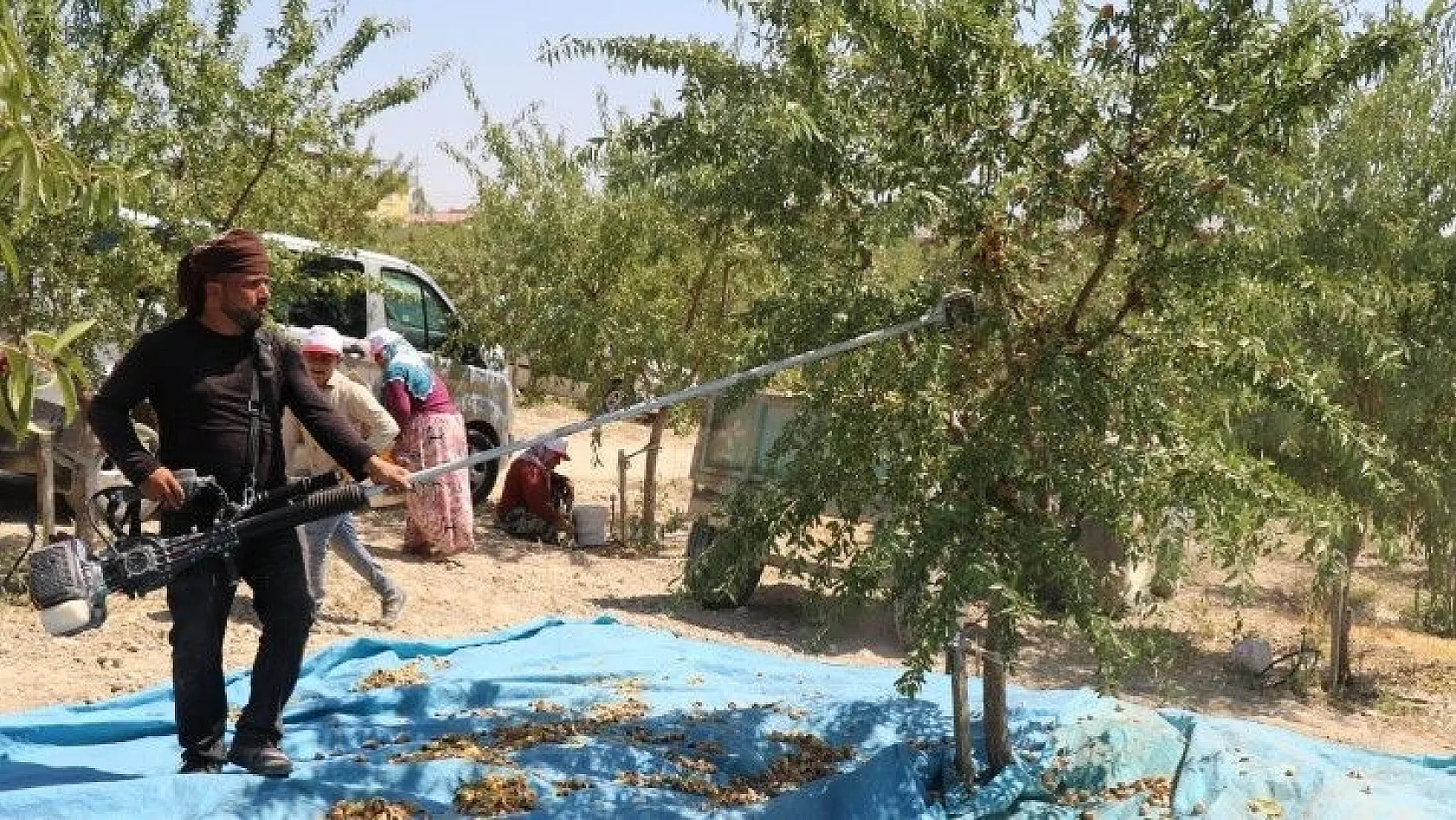 45 dekara badem ekti, ilk hasada başladı