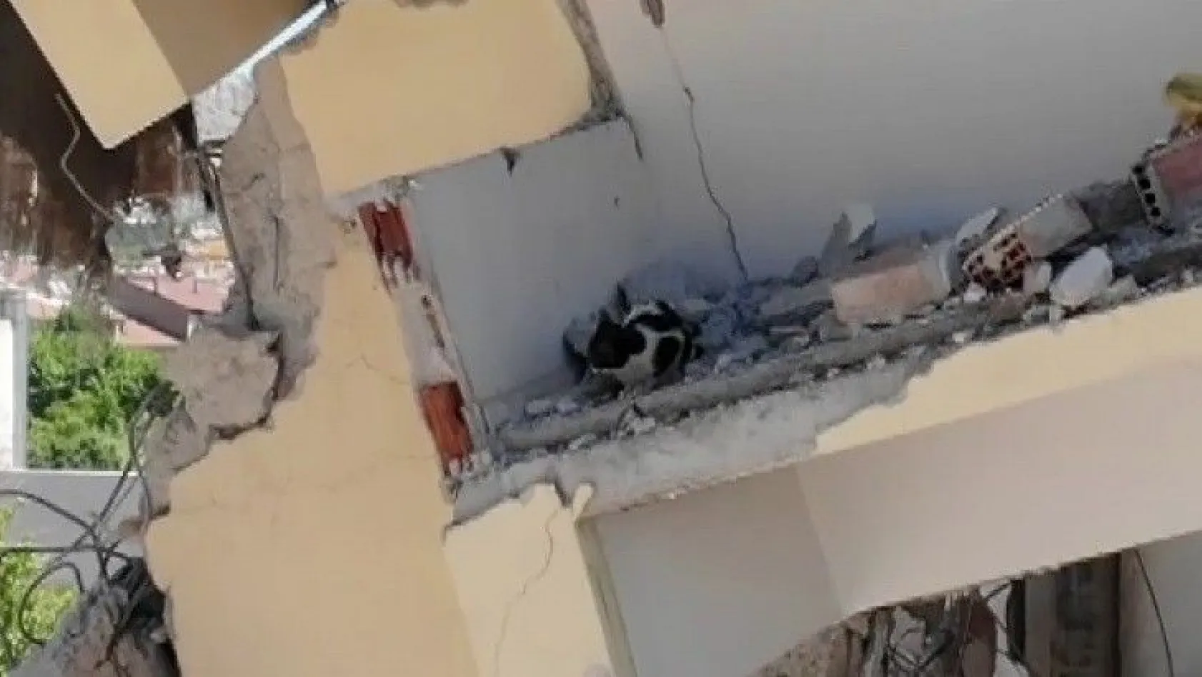 7 katlı binanın yıkımı kedi ve yavruları için 3 gün durduruldu