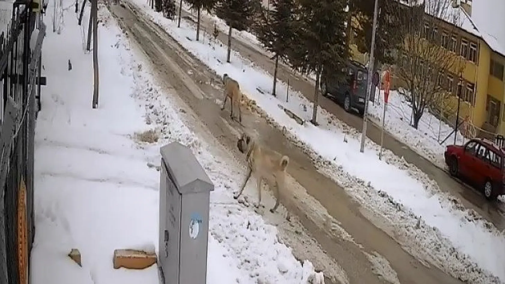 Aç kalan sokak köpekleri tavuklara saldırdı