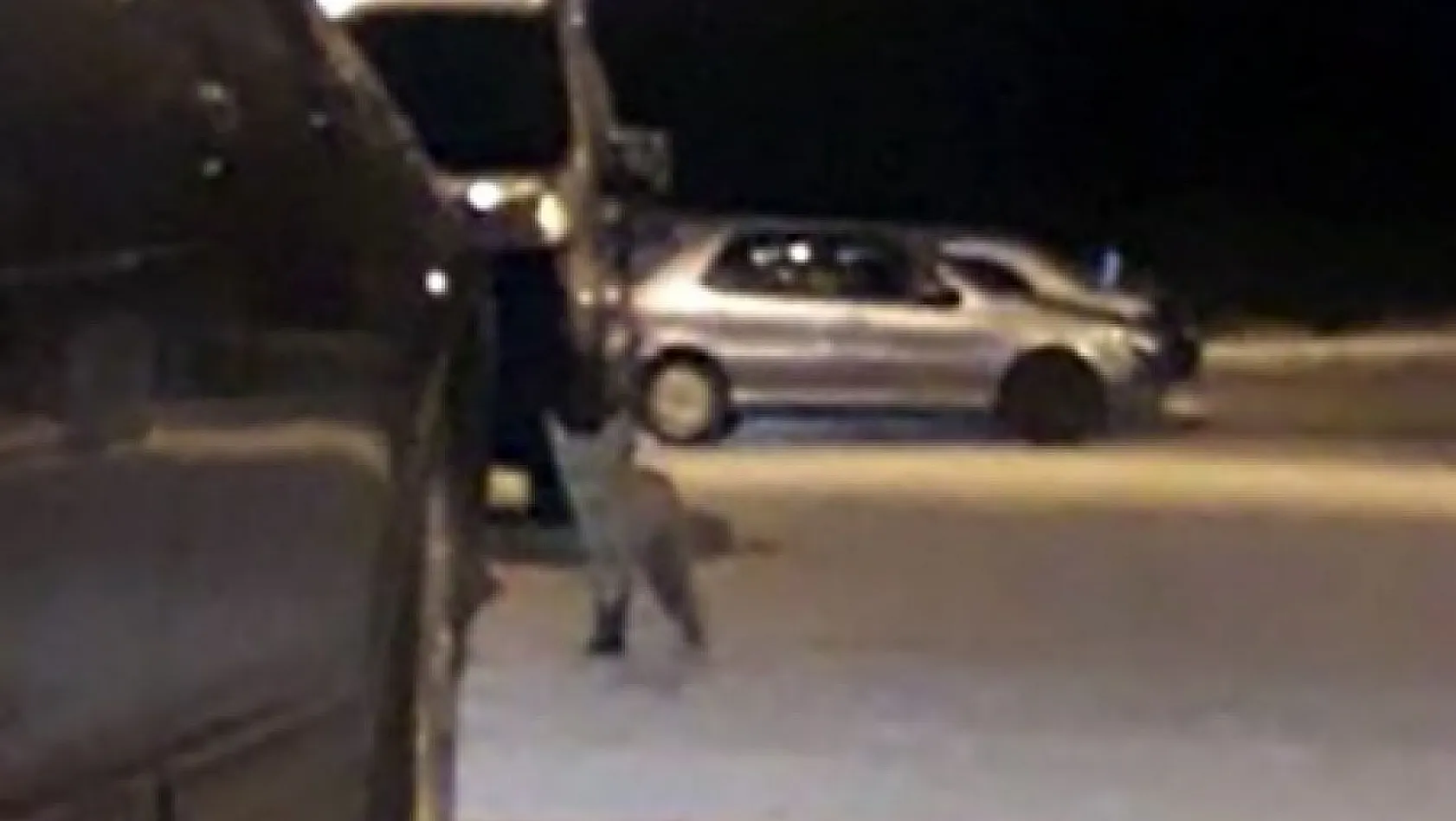 Aç kalan tilki şehir merkezine indi
