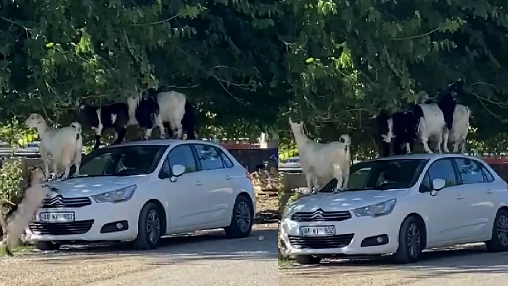 Akçakiraz'dan iç ısıtan görüntü!