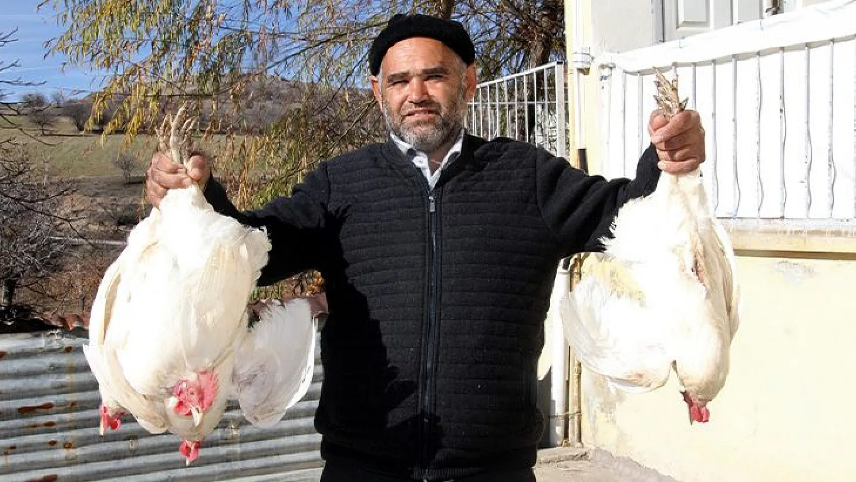 Artan yem fiyatlarına kızdı, tavukları ücretsiz dağıtmaya başladı