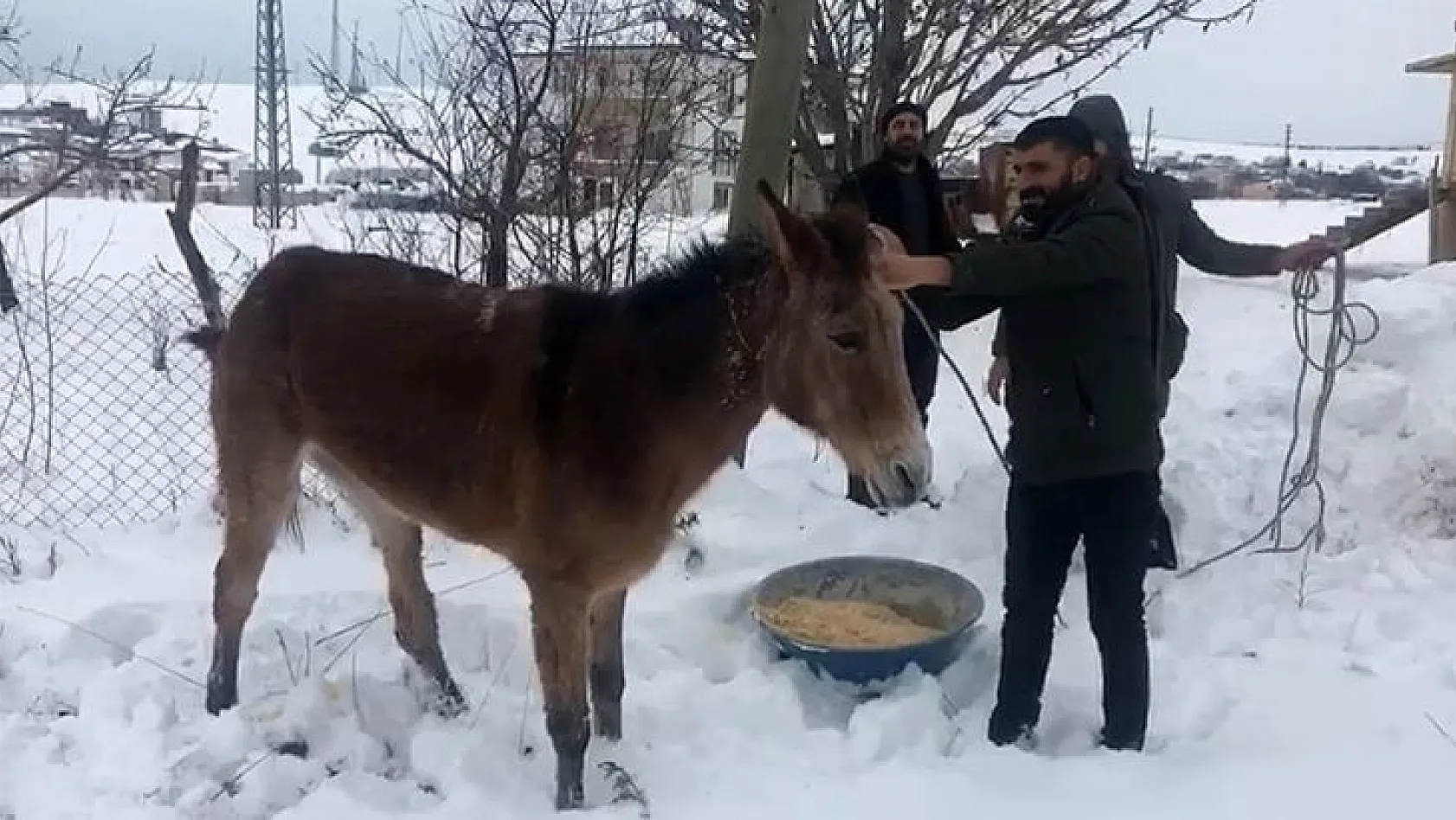 Ayağı kırılan katıra vatandaşlar sahip çıktı