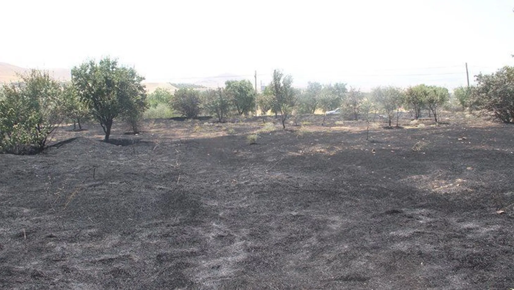 Bahçe yangınında 80 meyve ağacı zarar gördü