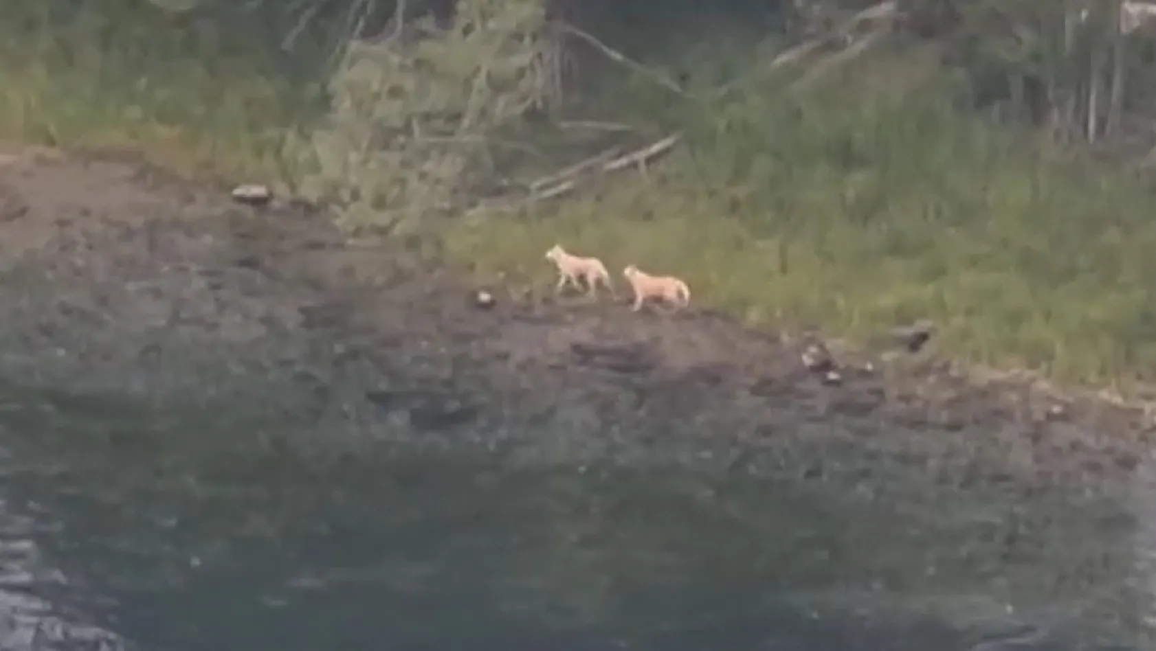 Baraj Gölü'nde mahsur kalan köpekler için seferberlik!