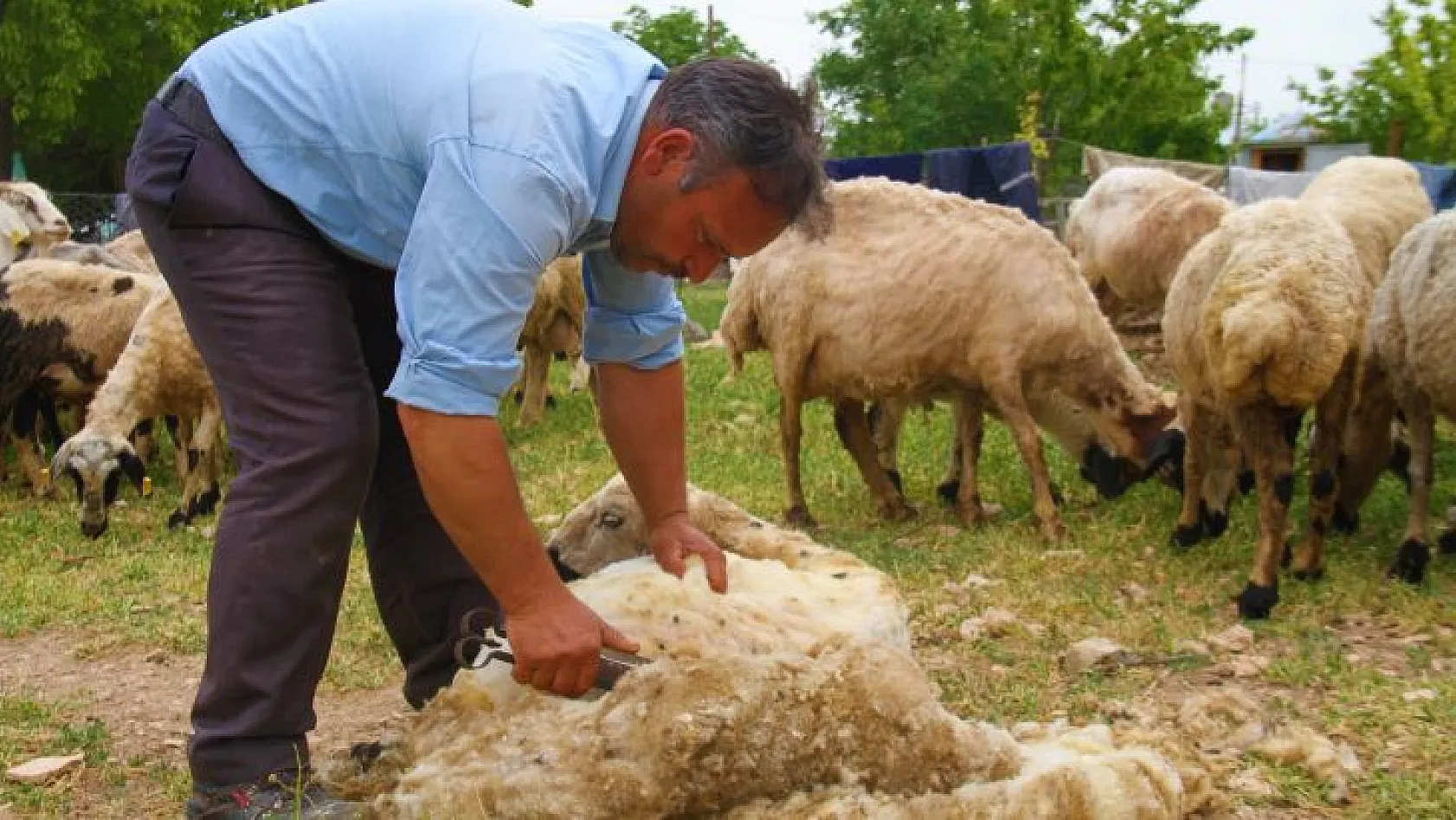 Besicilerin koyun kırkma mesaisi