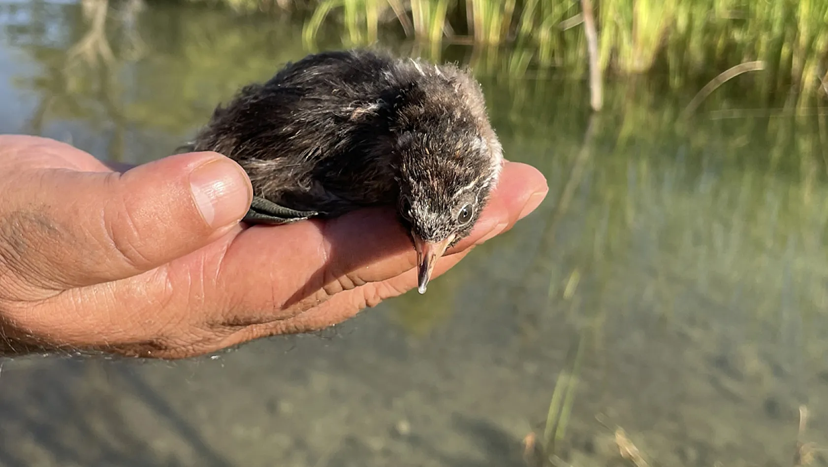 Bitkin halde su tavuğu yavrusu bulundu