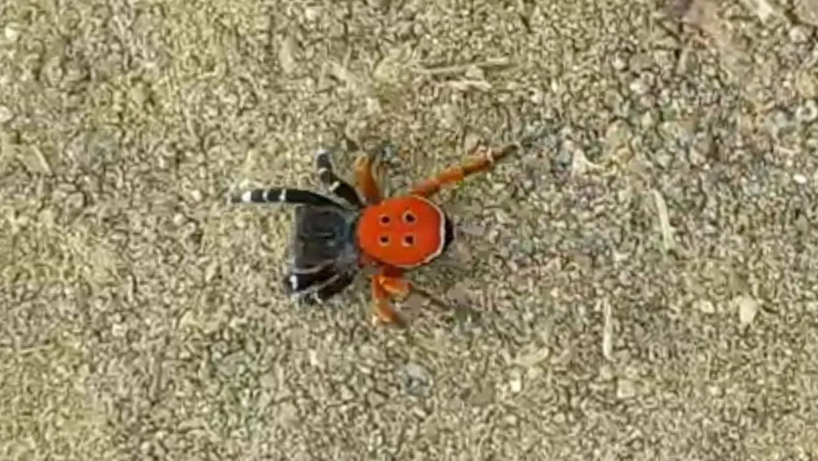 Bu 'Uğur böceği' o kadar da masum değil