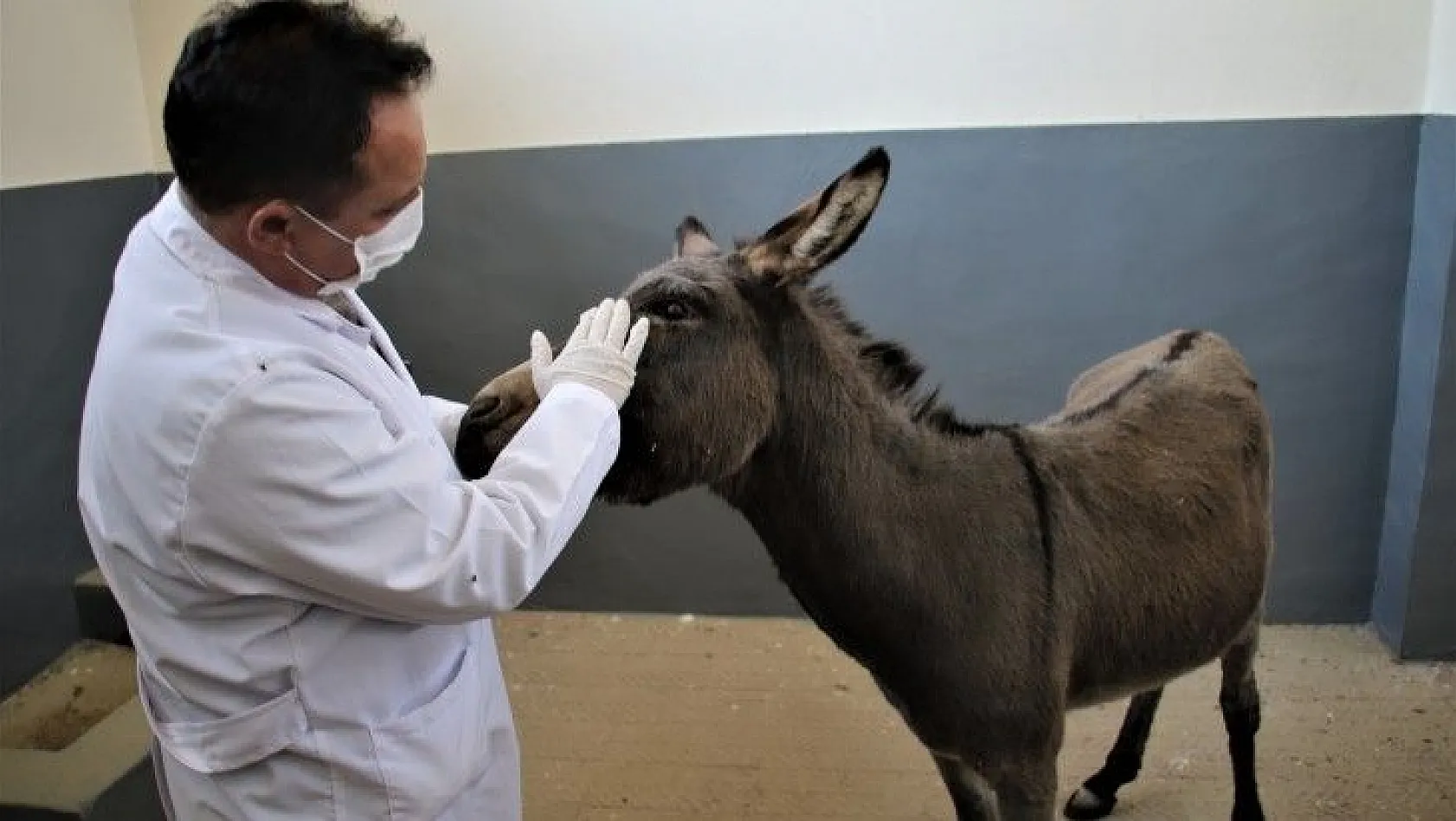 Çocukların oyuncağı olan gözleri görmeyen eşek, kurtarıldı tedavi altına alındı