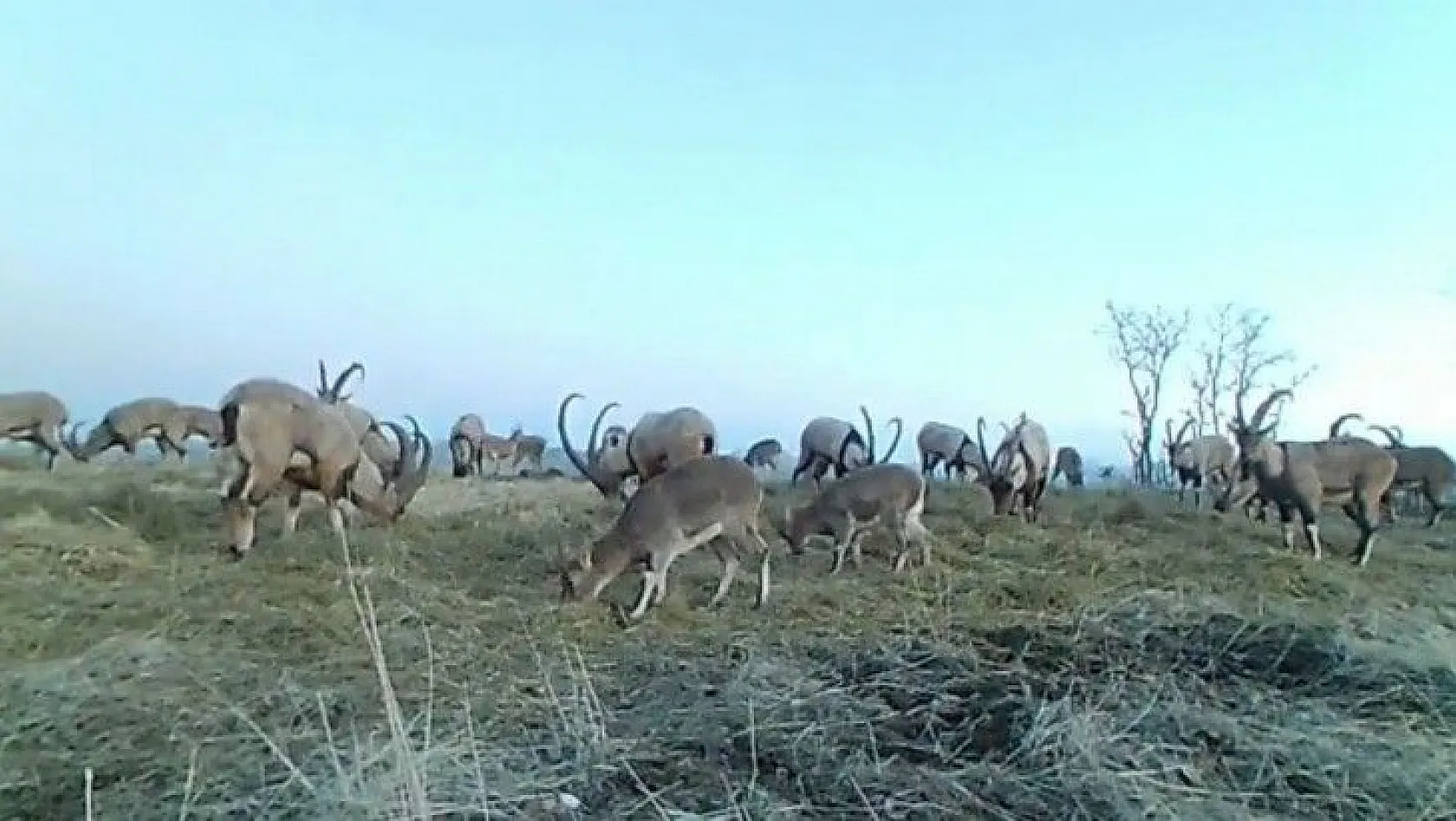 Dağ keçileri foto kapanla görüntülendi