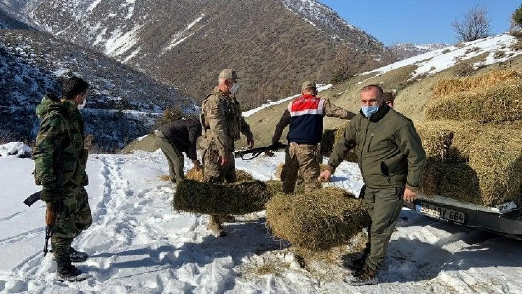 Dağ keçilerinin görüldüğü yerlere jandarmadan yem desteği
