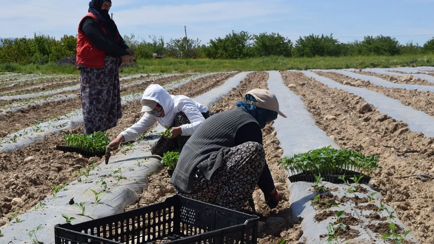 Deprem tarımı da vurdu, mevsimlik işçi bulunamıyor