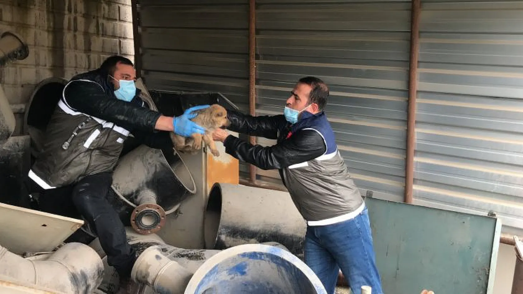 Duyarlı sürücü çarptığı köpek ve yavruları için seferber oldu