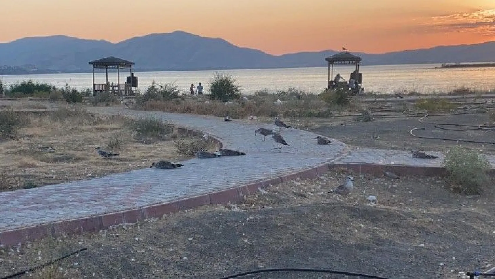 Elazığ'da korkutan martı ölümleri