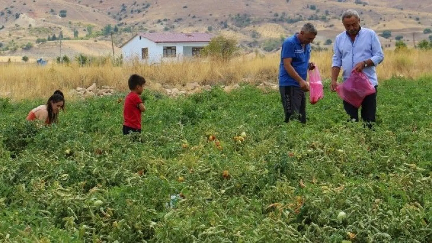 Elazığ'da müşteriler tarlada kendi sebzesini toplayarak satın alıyor