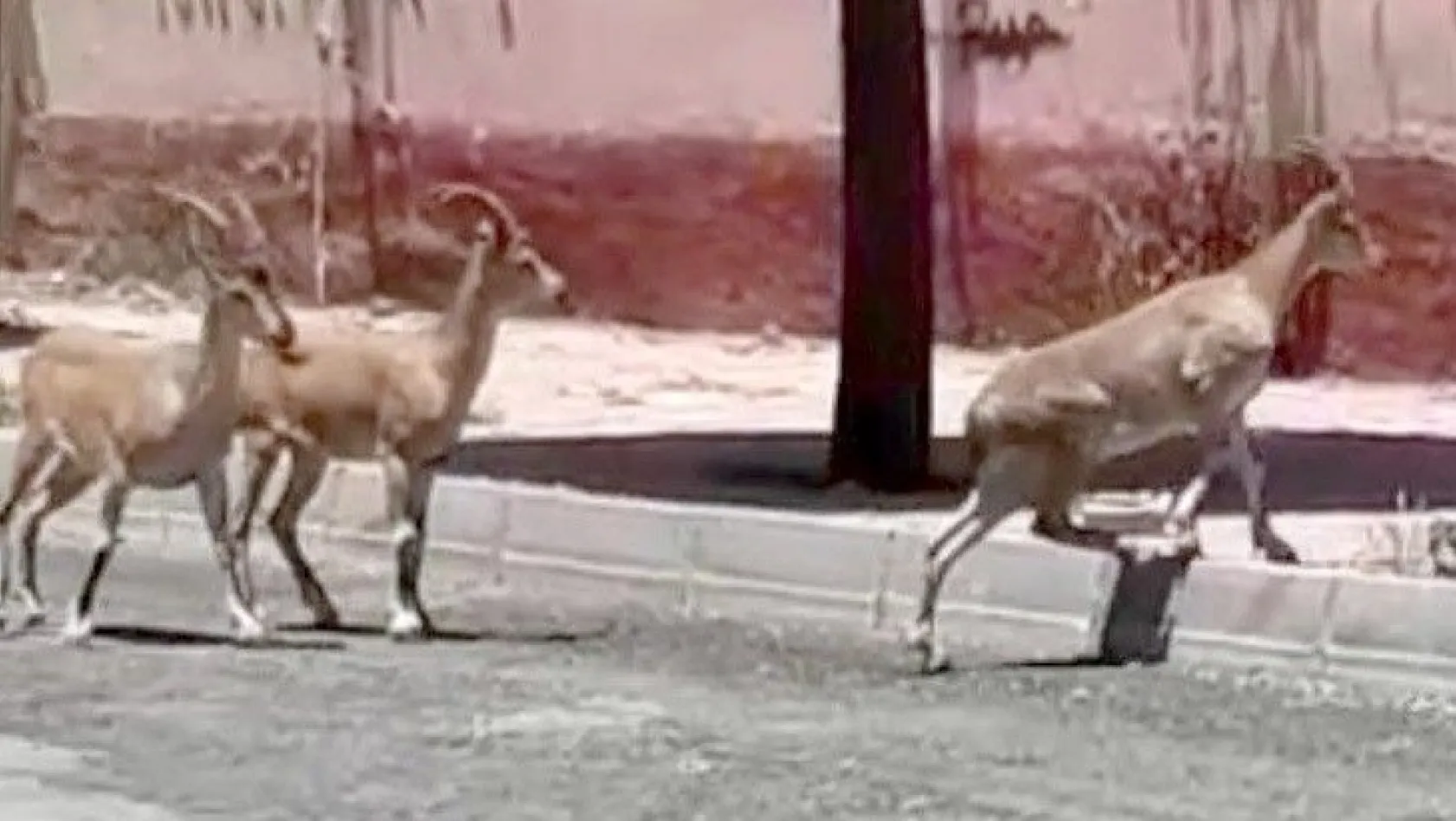 Elazığ'da şoke eden olay! Dağ keçileri Elazığ sokaklarında...