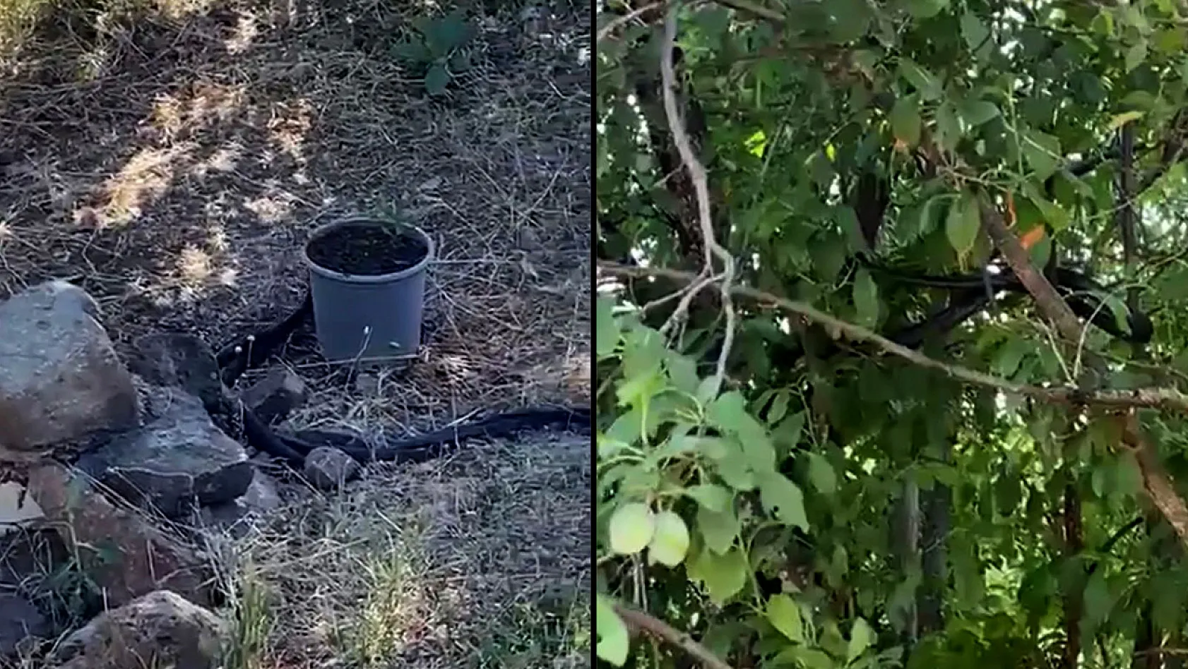 Elazığ'da ürküten görüntü! Yılanlar mesken tuttu