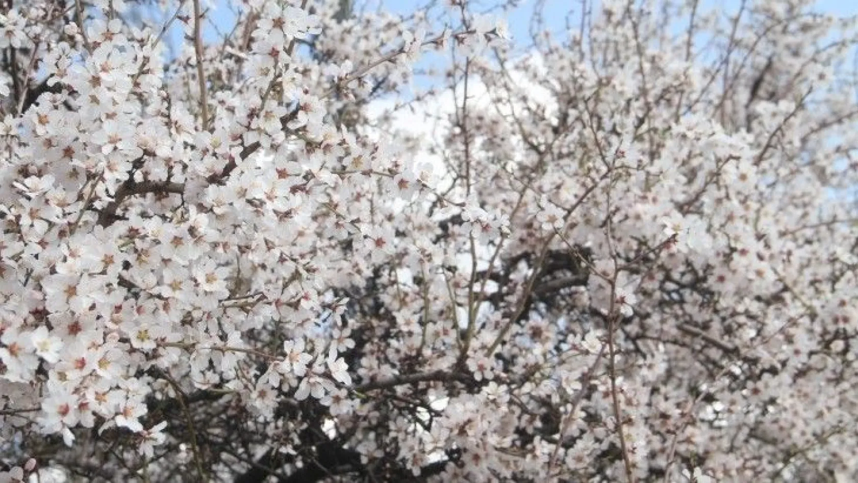Elazığ'da bahar havası, ağaçlar çiçek açtı
