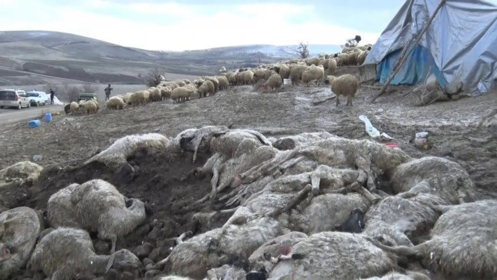 Elazığ'da çiçek hastalığı, 600'den fazla koyun telef oldu