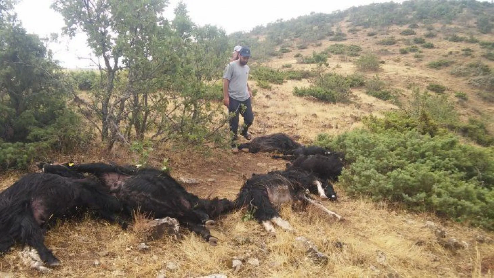Elazığ'da yıldırım düştü, 12 keçi telef oldu,4'ü yaralandı