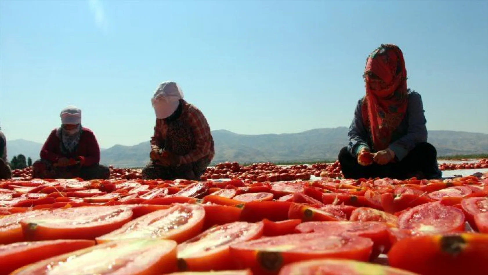 Elazığ'ın kuru domatesleri dünya sofralarında