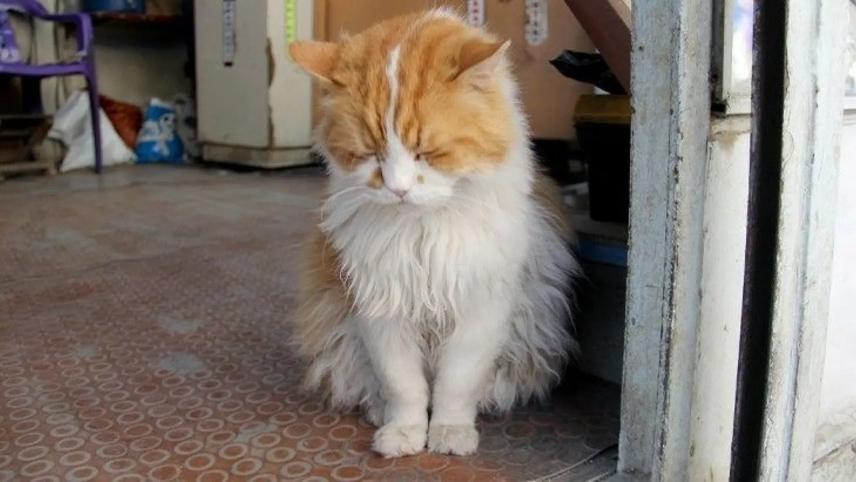 Evden çıkamadığı için depresyona giren kedi 9 kilo oldu