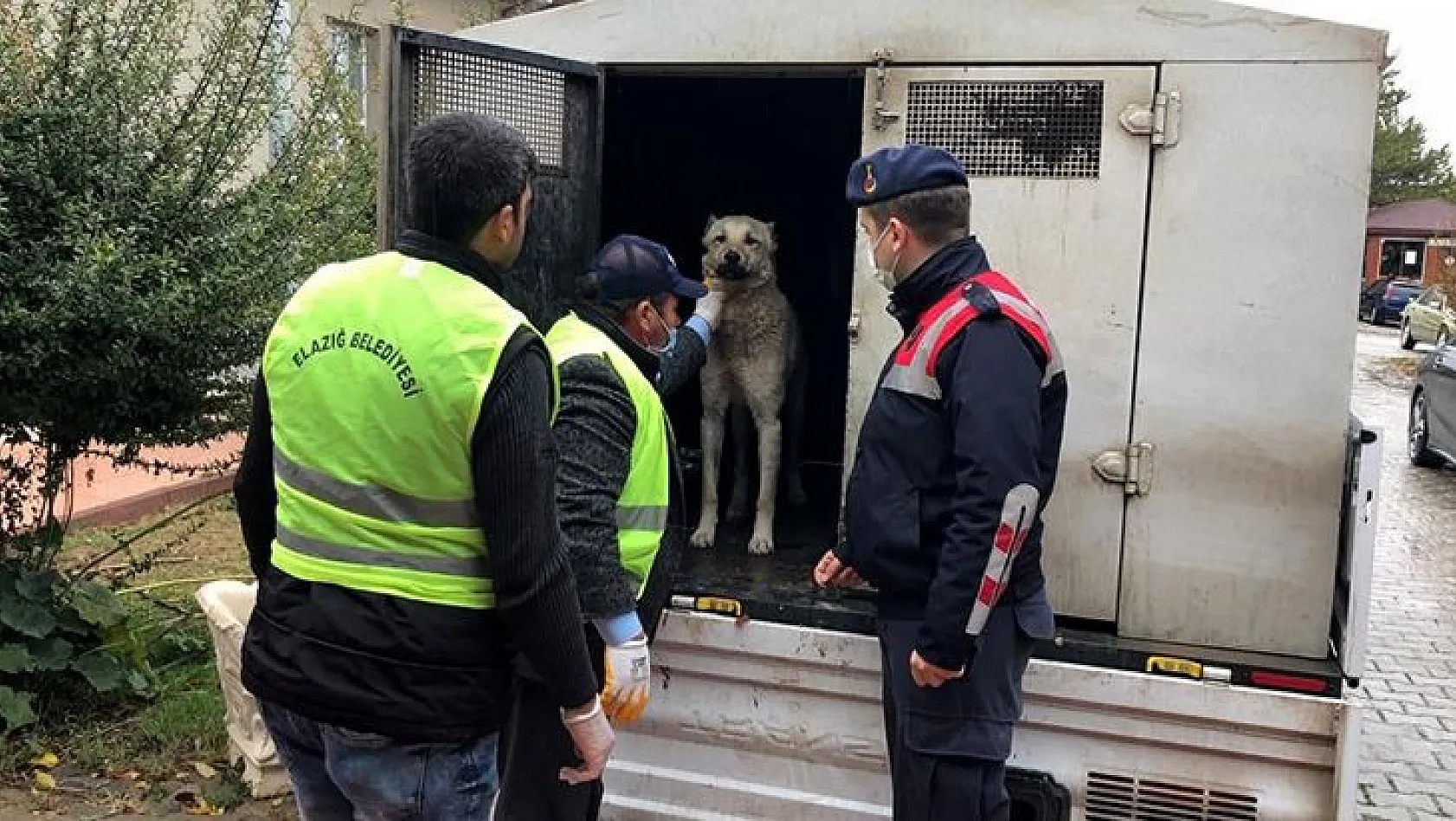 Eziyet edilen köpek bakıma alındı