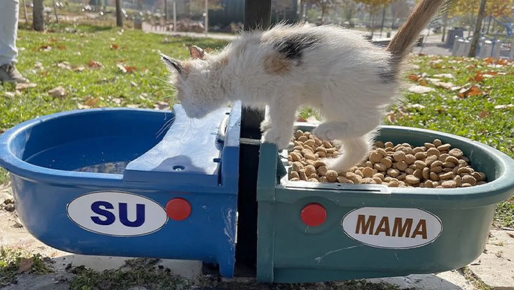 Hayvan dostu belediye sokaklardan mama ve suyu eksik etmiyor