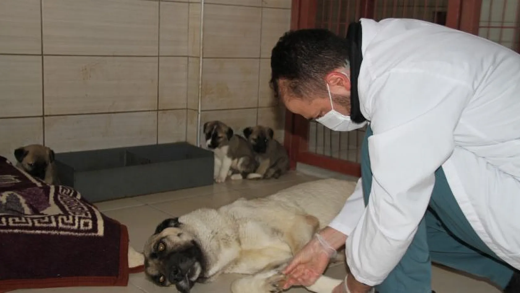 Hayvan Hastanesi ve Bakım Evi hizmetlerini sürdürüyor