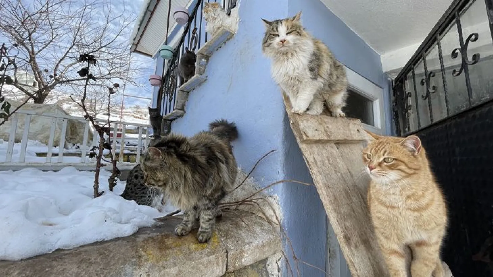 Hayvansever vatandaş yazlık evini sokak kedilerine tahsis etti