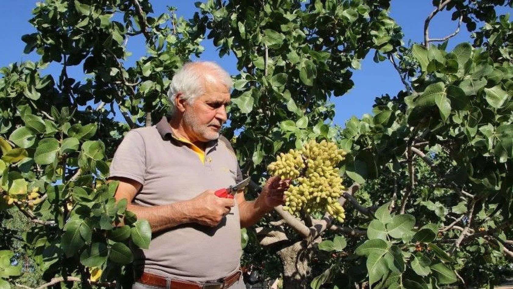 Hobi olarak diktiği fıstık ağaçları gelir kaynağı oldu