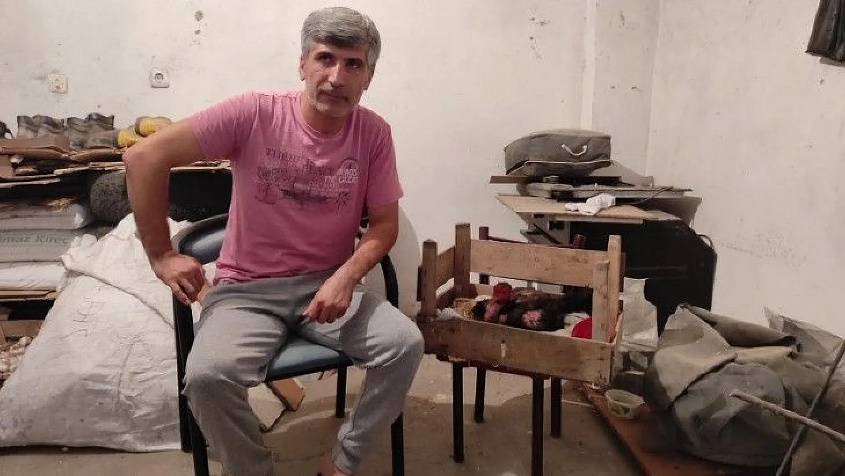 Horoz kuluçkaya yattı, görenler gözlerine inanamadı
