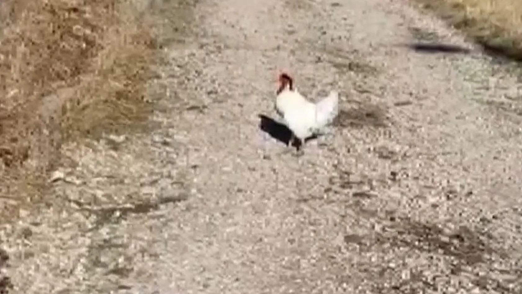 İşini yapmak isterken horozun saldırısına uğradı