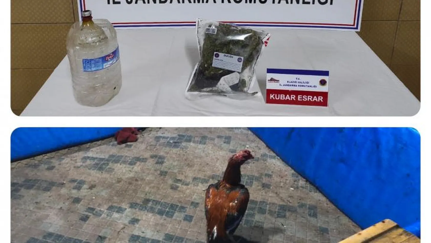 Jandarmadan horoz dövüşü baskını