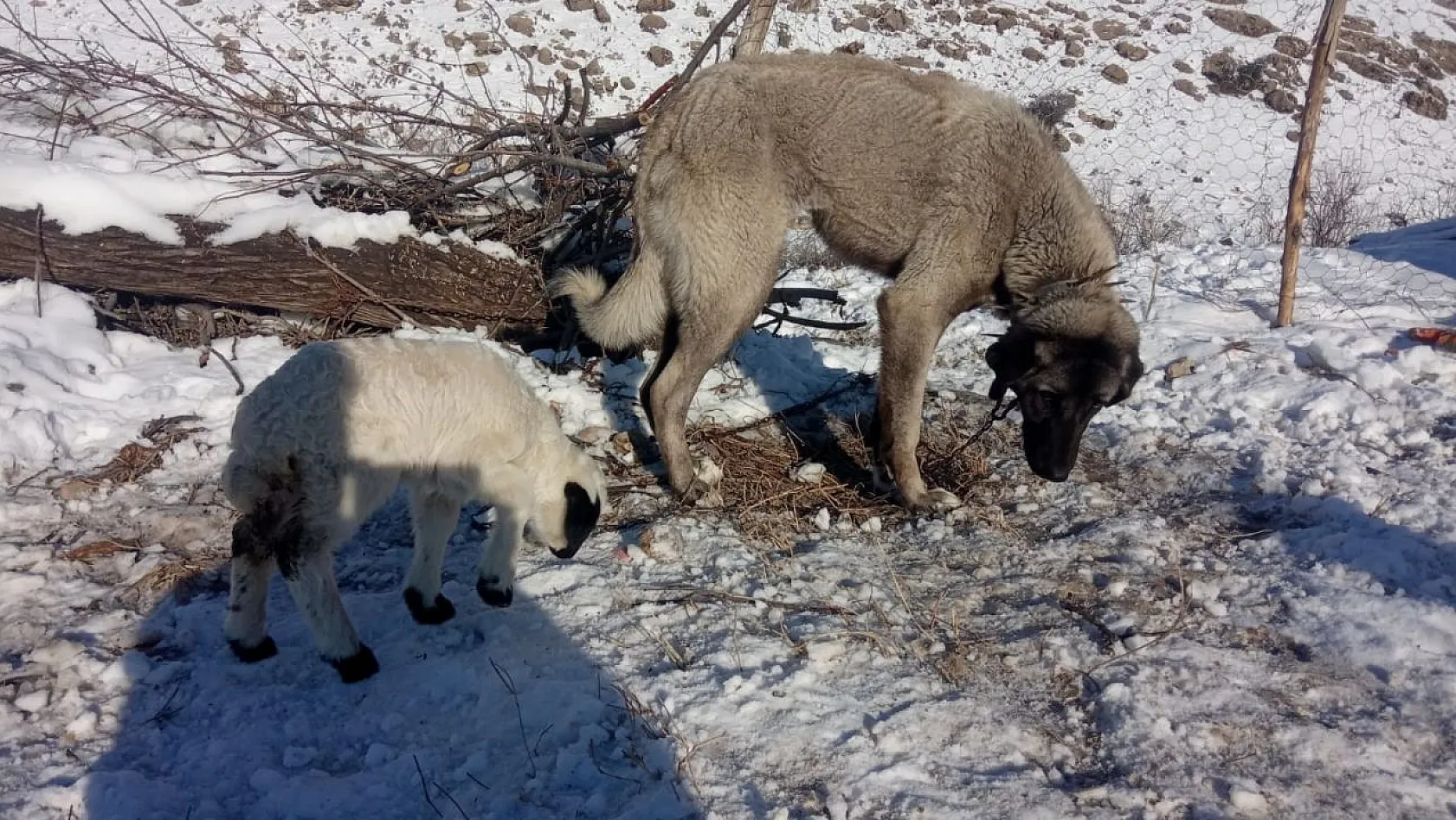 Kangal, kuzunun süt annesi oldu
