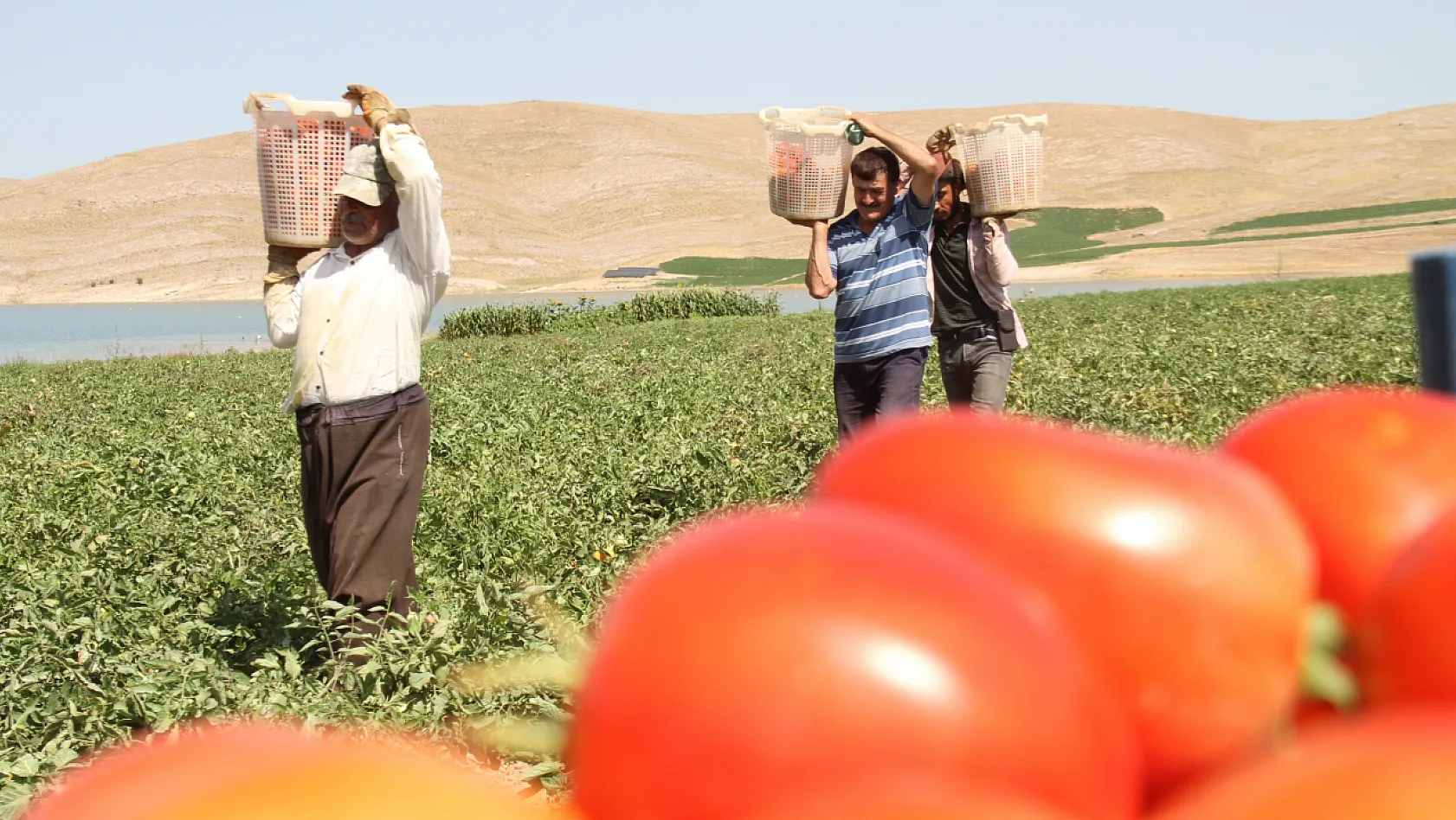 Kavurucu sıcak altında tarlada ekmek mücadelesi