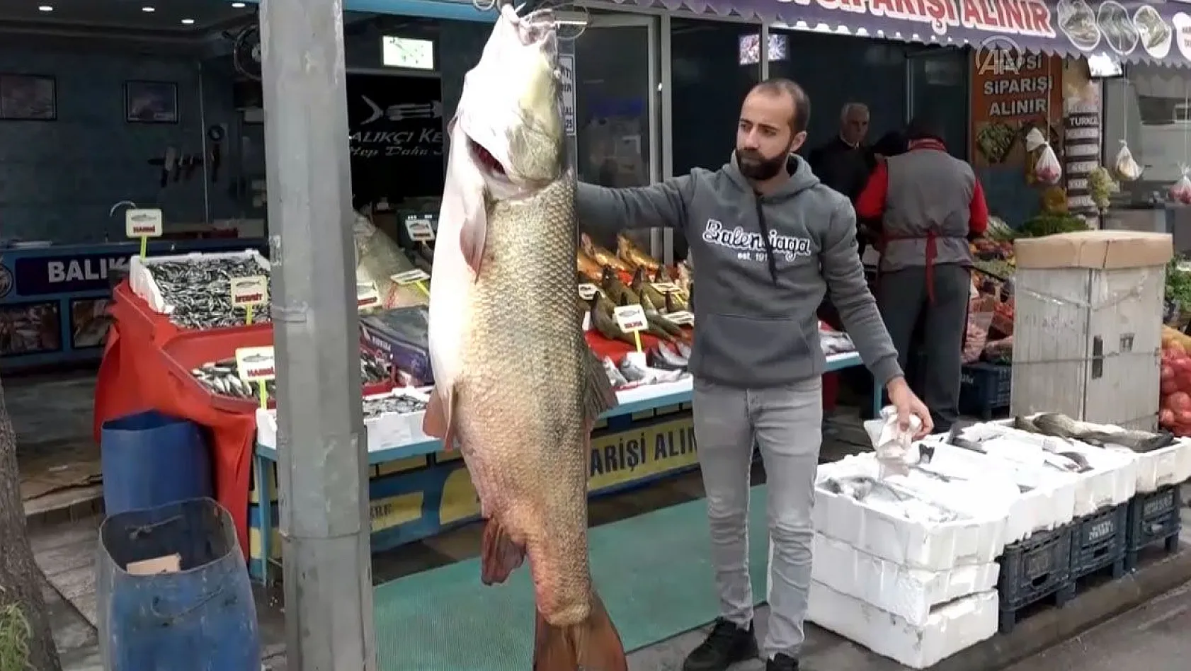 Keban Baraj Gölü'nde dev balık yakalandı!