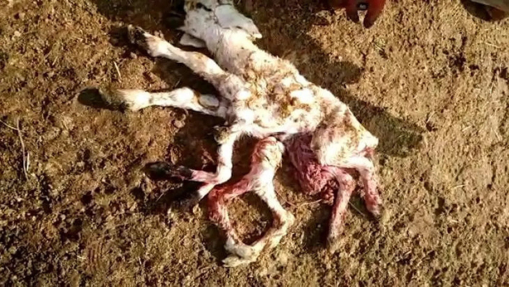 Keban'da 8 ayaklı kuzu doğdu