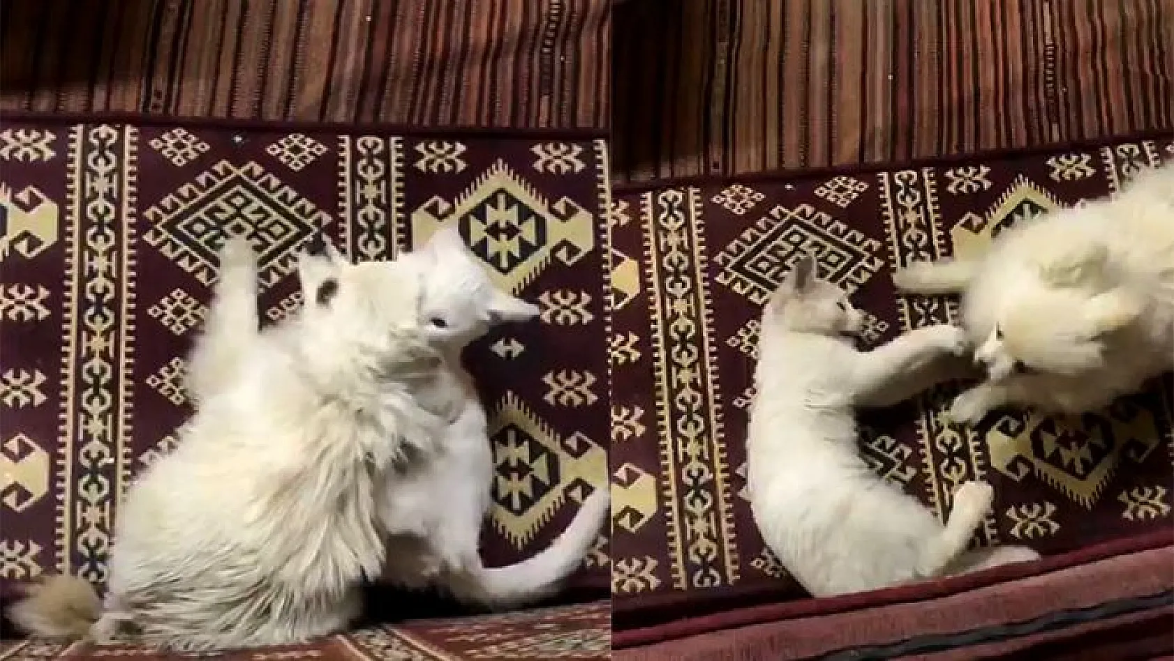 Kedi ile köpeğin şaşırtan dostluğu