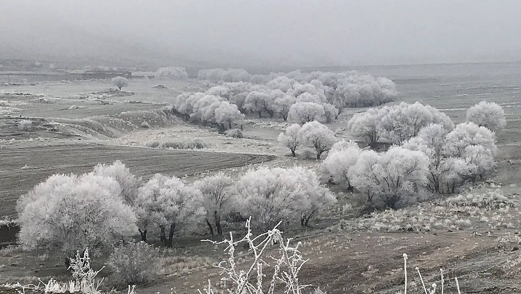 Kırağı ağaçları beyaza bürüdü