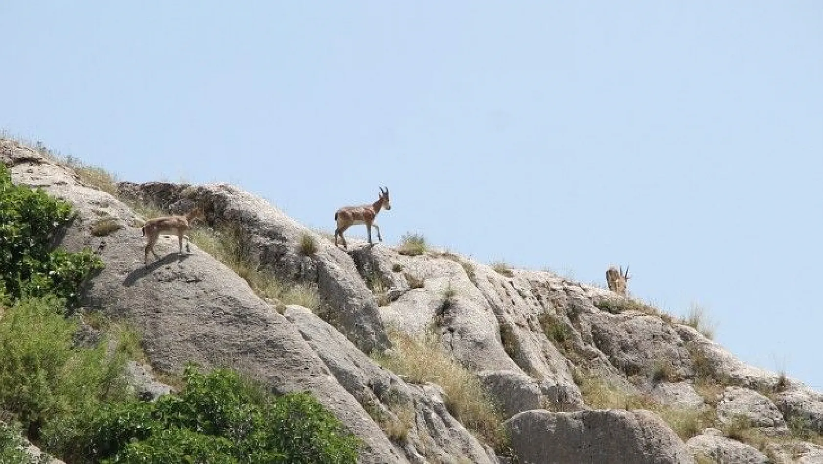 Koruma altında olan keçiler Harput'a kadar indi