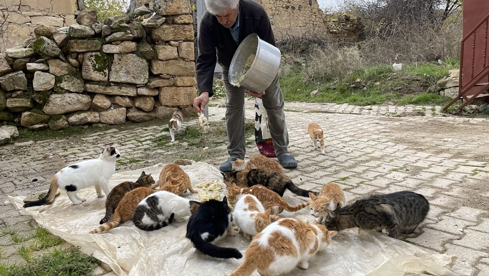 Muhtar Özdem, kedilere torunları gibi bakıyor