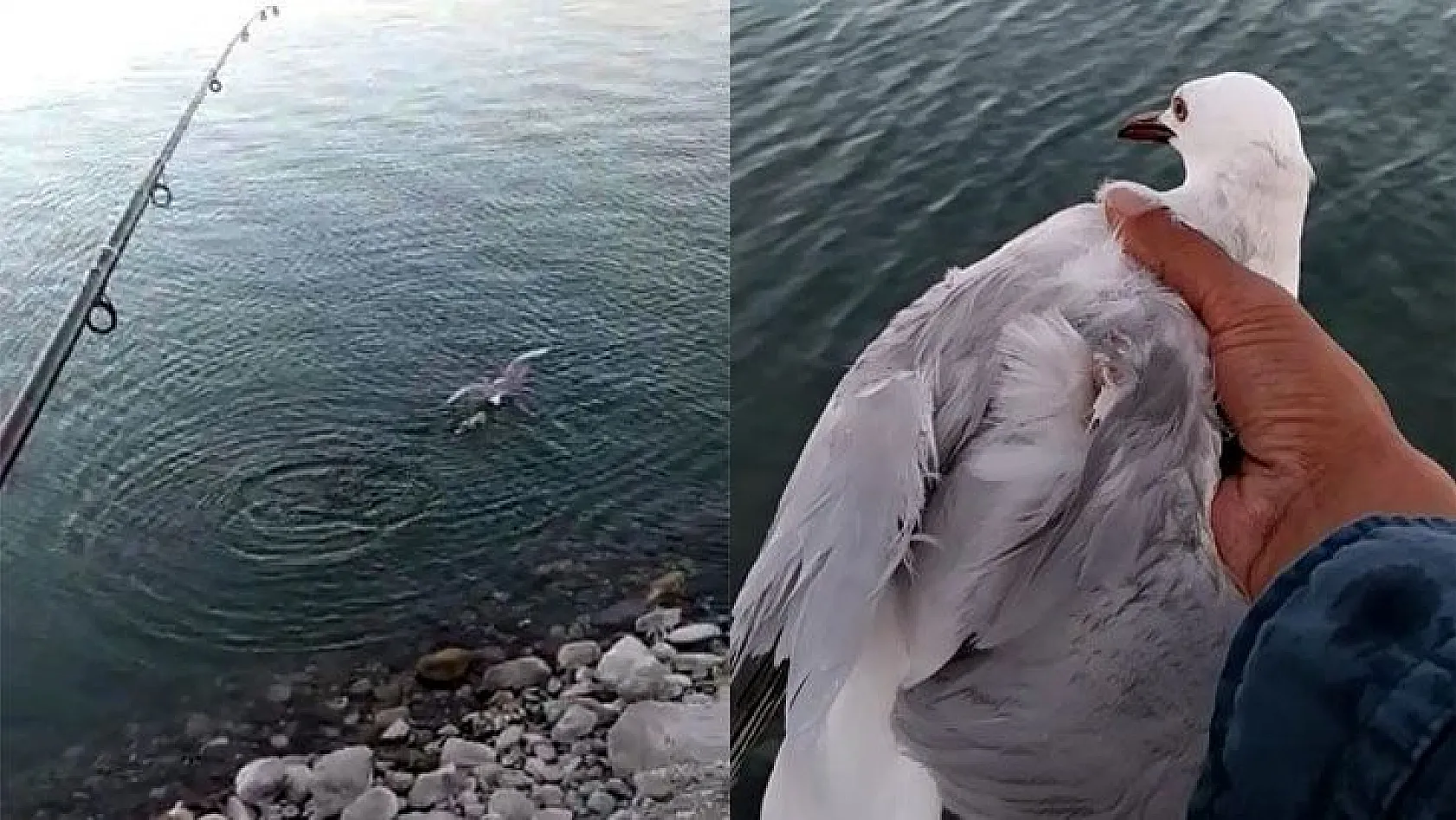 Oltaya balık değil martı takıldı