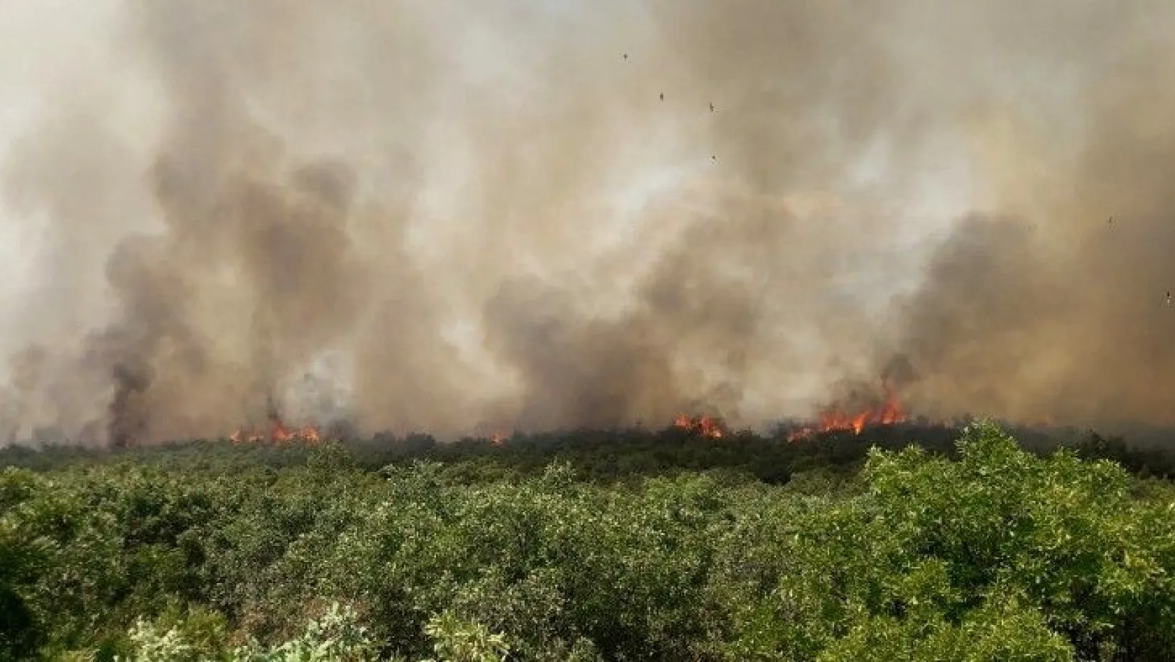Orman yangınına müdahale ediliyor