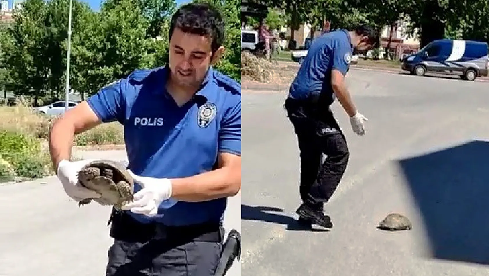 Polisin kaplumbağa duyarlılığı