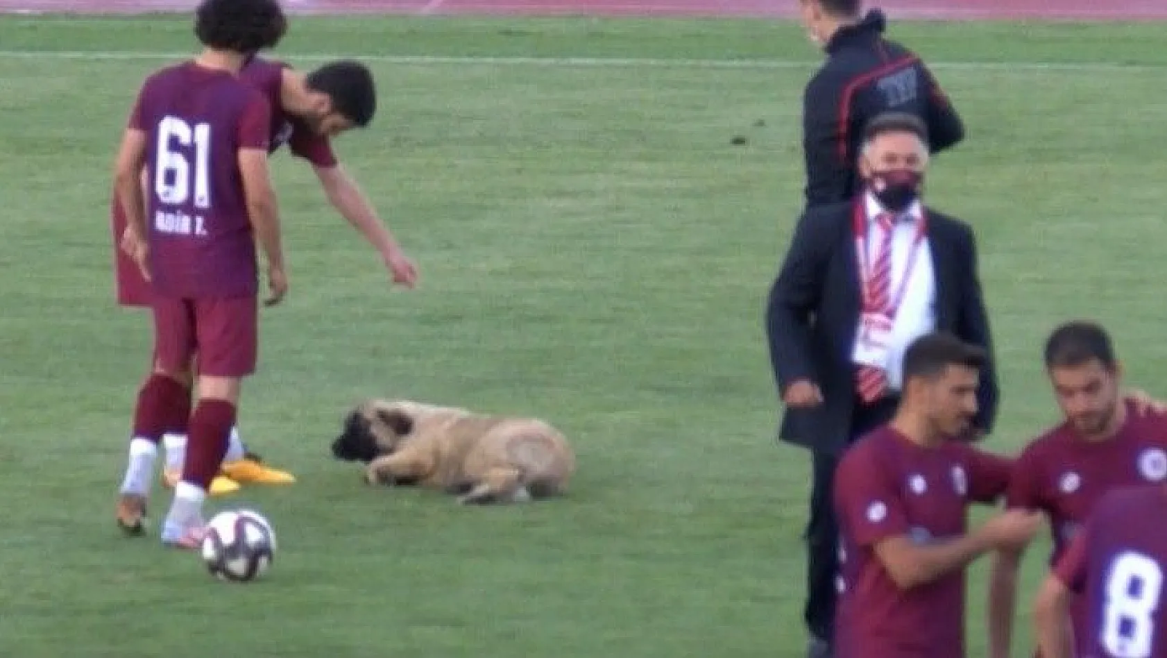 Sevimli köpek önce futbolcularla antrenman yaptı