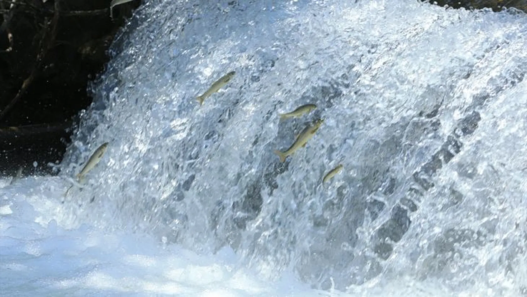 Siraz balıkları üremek için tatlı sulara göçüyor